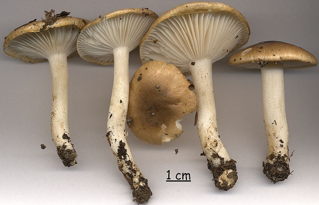 Hygrophorus arbustivus - sec